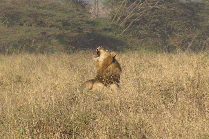 Explore Nairobi National Park: Africa’s Urban Wildlife Sanctuary Experience photo 4