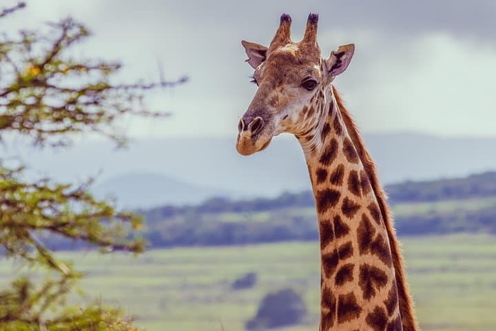 Giraffe Walk and Buffalo Experience — Addo Walking Safari near Port Elizabeth photo 1