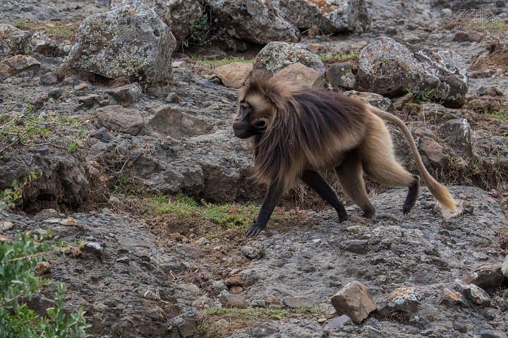 Day Trip to Debre Libanos: Monastery, Portuguese Bridge & Jemma Gorge photo 5
