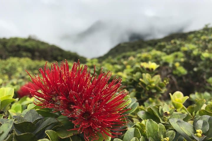 Hike Honolua Ridgeline: Puʻu Kukui Conservation Trek in Kapalua photo 6