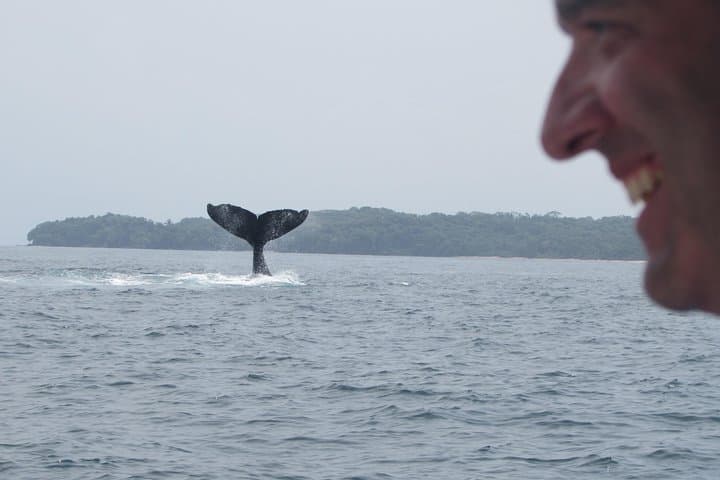 Private Whale Watching in the Pearl Islands aboard a 27ft Proline photo 5