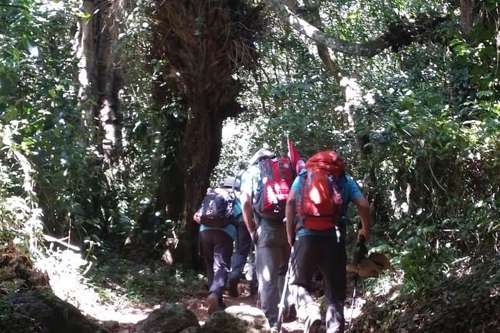 Marangu Route Day Hike to Mandara Hut — Kilimanjaro Rainforest Walk photo 3