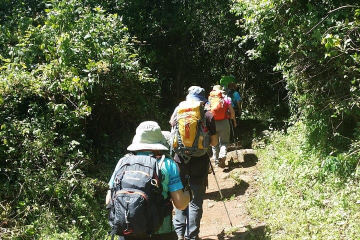 Marangu Route Day Hike to Mandara Hut — Kilimanjaro Rainforest Walk photo 4