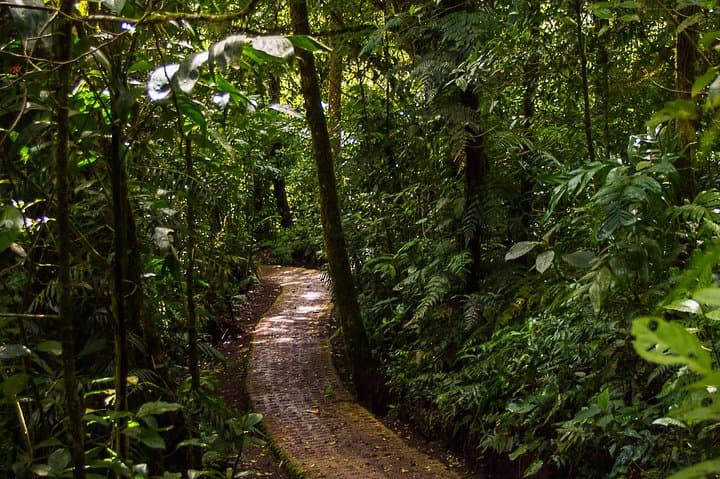 Selvatura Park Combo: Canopy Zipline, Hanging Bridges & Butterfly Garden from Monteverde photo 5
