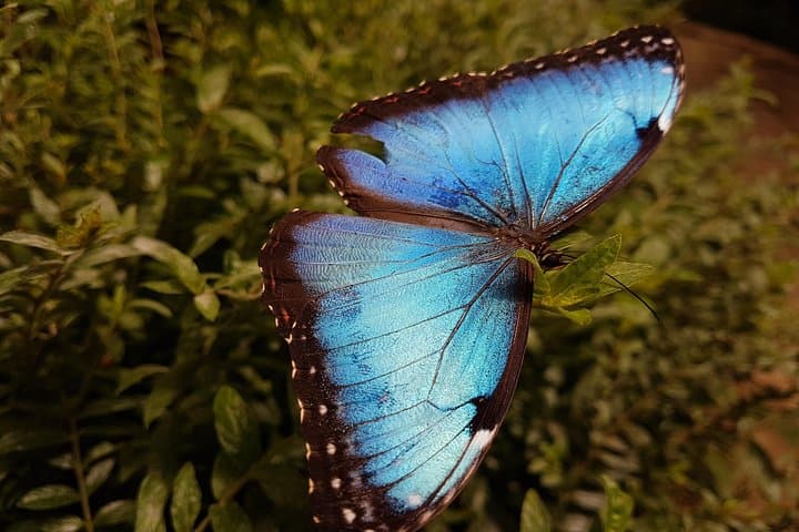 Selvatura Park Combo: Canopy Zipline, Hanging Bridges & Butterfly Garden from Monteverde photo 6