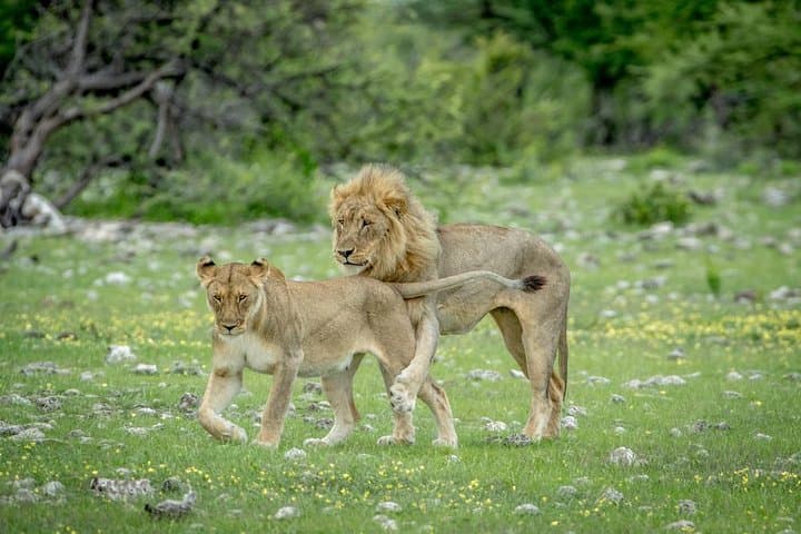 8-Day Namibia: Sossusvlei Dunes, Swakopmund Coast & Etosha Safari photo 2