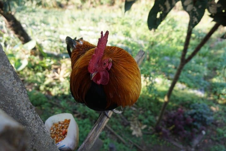 Half-Day Doi Suthep & Khun Chang Khian Private Tour from Chiang Mai photo 6