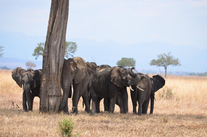 4-Day Serengeti & Ngorongoro Safari: Big Five Game Drives From Arusha photo 1
