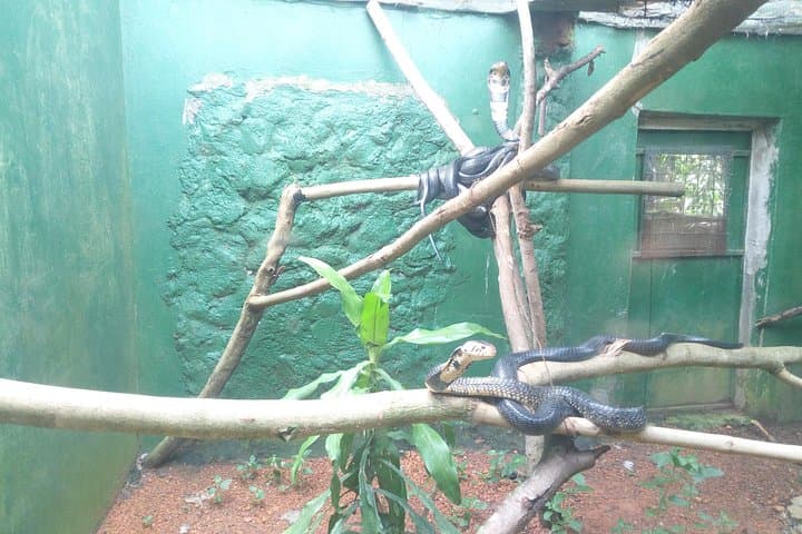 Entebbe Tour: Bike, Walk and Sunset Wildlife Experience on Lake Victoria photo 4