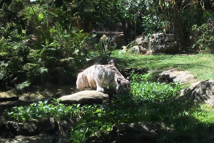 Cebu Safari and Adventure Park — African Savanna Tour & Wildlife Encounters