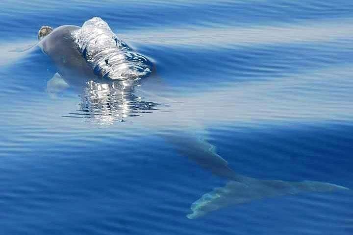 Dolphins and Benagil Caves: 2.5-Hour Semi-Rigid Boat Tour from Albufeira photo 4
