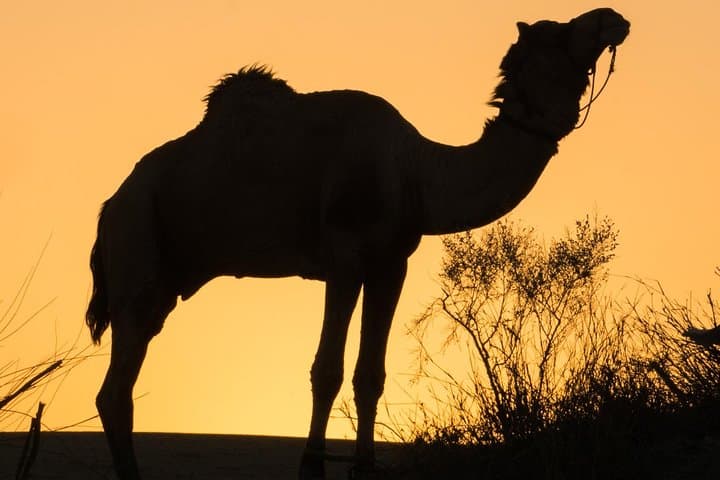 Billion Stars Desert Camp & Camel Safari from Jaisalmer photo 6