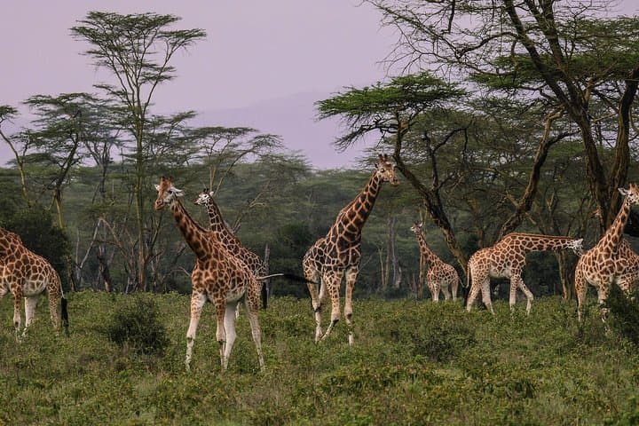 Lake Nakuru Day Safari from Nairobi — Rhinos, Flamingos & Rift Valley Views