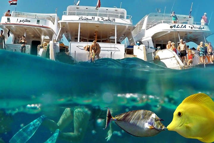 Red Sea Day Scuba Diving From Marsa Alam — Two-Tank Boat Trip to Coral Reefs photo 6