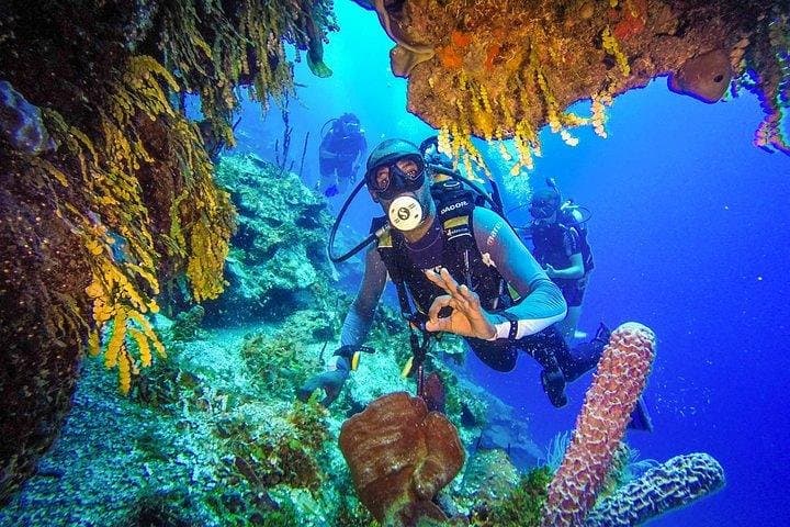 Catalina Island Scuba: Two-Tank Full-Day Dive from La Romana