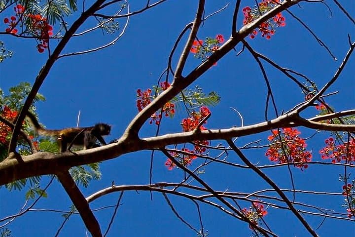 Wild Monkey Adventure in the Yucatán: Private Full‑Day Jungle, Cenote & Lagoon Tour photo 4