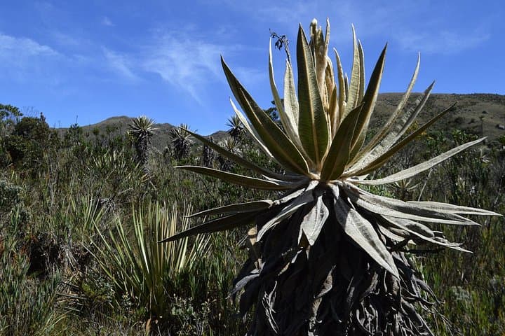 Private Chingaza Hike from Bogotá: Day Trip to Andean Páramo and Lagoons photo 4
