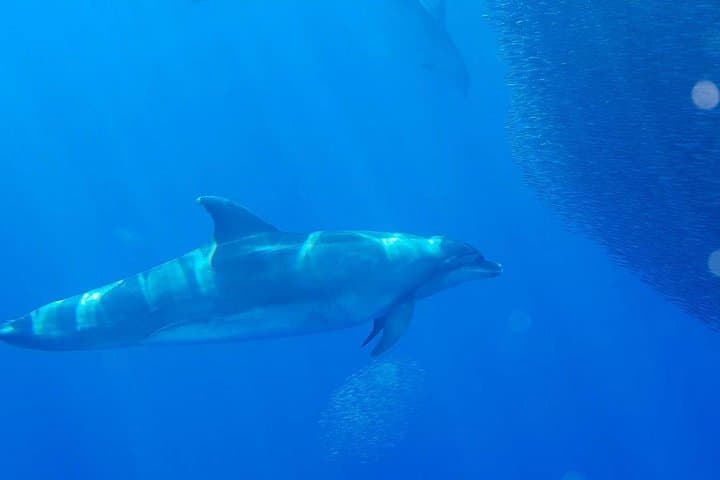 Cumbre Vieja Whale & Dolphin Safari on the Fancy II — La Palma Coastal Cruise