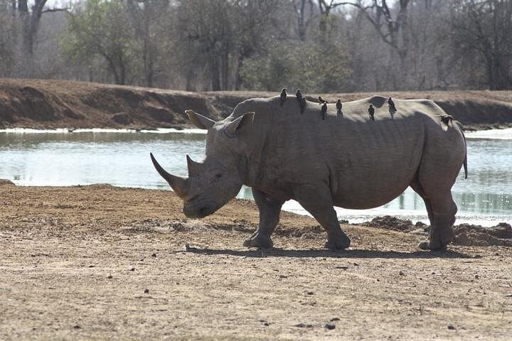 Hlane Royal National Park Safari from Manzini — Jeep Game Drive & Market Stop