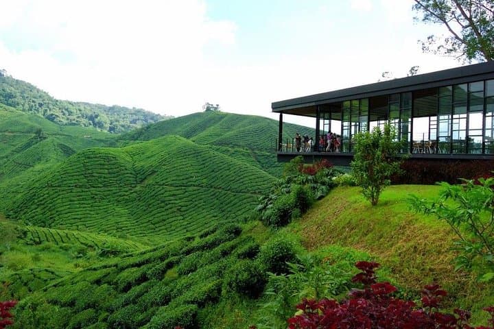 Cameron Highlands & Batu Caves: Full-Day Highlands and Temple Tour from Kuala Lumpur