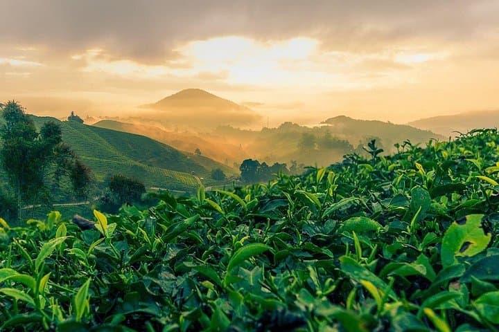 Cameron Highlands Day Tour: Tea Plantations, Waterfalls & Strawberry Farms photo 1
