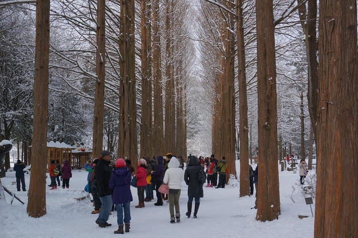 Nami Island & Rail Bike Day Tour from Seoul — Petite France or Garden of Morning Calm photo 4