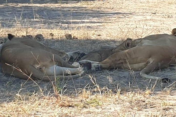 Chobe River Safari: Day Trip from Victoria Falls to Botswana’s Wildlife Corridor photo 2