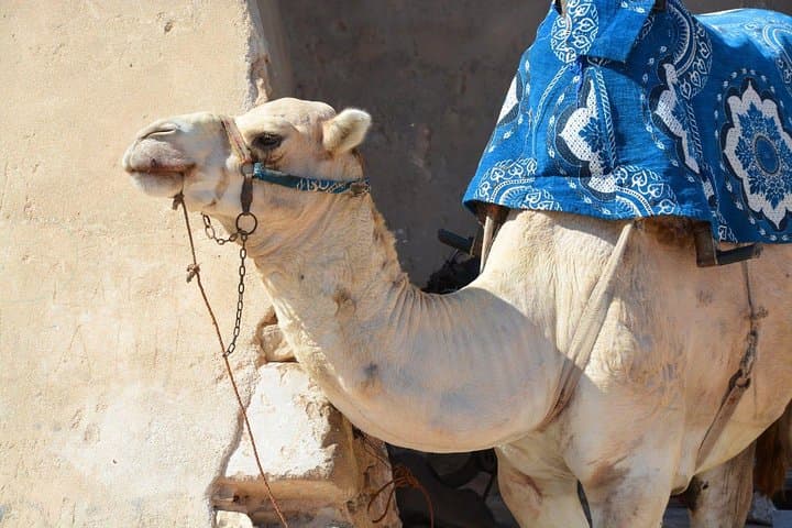 Agadir Quad Biking and Camel Ride with Berber Tea at Crocoparc photo 3