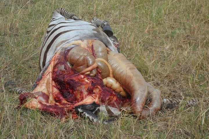 Morning Game Drive at Nairobi National Park: 6AM–11AM Safari from Nairobi photo 2