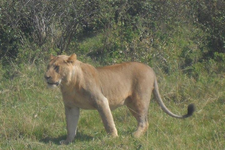 Nairobi National Park Game Drive, Giraffe Centre & Carnivore Lunch — Day Tour from Nairobi photo 3