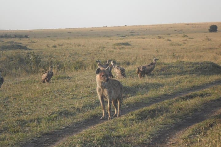 Morning Game Drive at Nairobi National Park: 6AM–11AM Safari from Nairobi photo 4