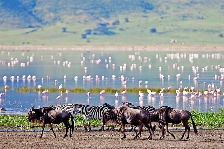 Lake Manyara Full-Day Safari from Arusha: Tree-Climbing Lions & Birdlife photo 2