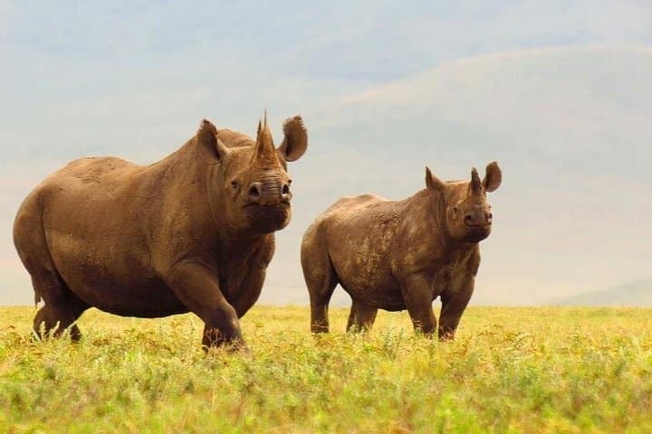 Ngorongoro Crater Day Safari: Full-Day Game Drive from Arusha