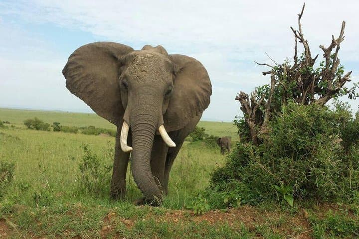 Amboseli Day Safari from Nairobi: Kilimanjaro Views and Elephant Herds photo 4