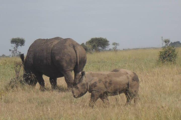 Explore Nairobi National Park and Cultural Highlights: Wildlife, Giraffes, and Kenyan Traditions in a Day Tour photo 3