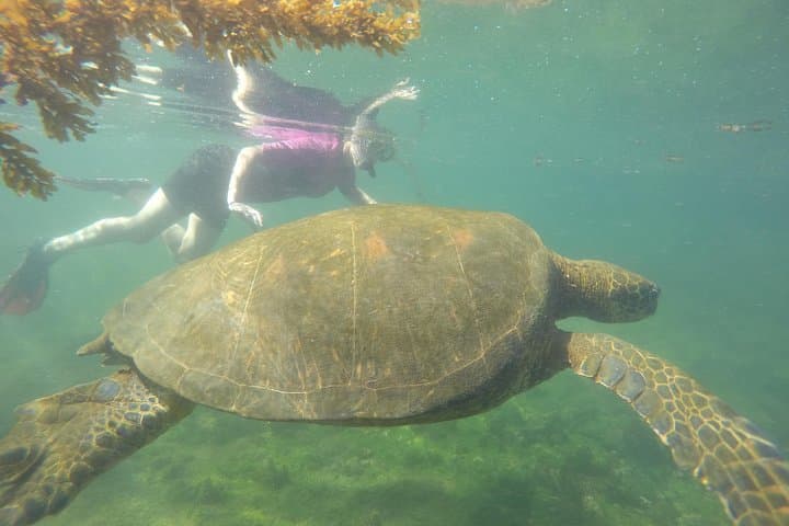 5-Day Galapagos Diving & Hiking Adventure from Puerto Ayora photo 2