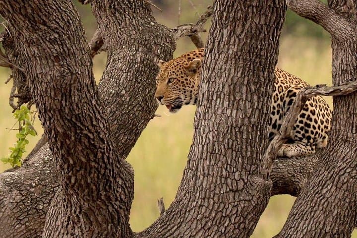 48-Hour Kruger Safari from Johannesburg — Big Five at Phabeni Gate photo 4