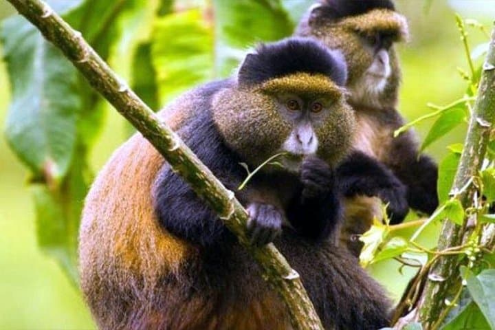 Nyungwe Forest 2-Day Chimpanzee Trekking, Canopy Walk & Zipline Adventure photo 3