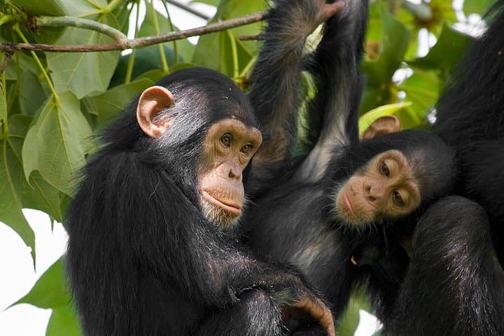 Nyungwe Forest 2-Day Chimpanzee Trekking, Canopy Walk & Zipline Adventure photo 6