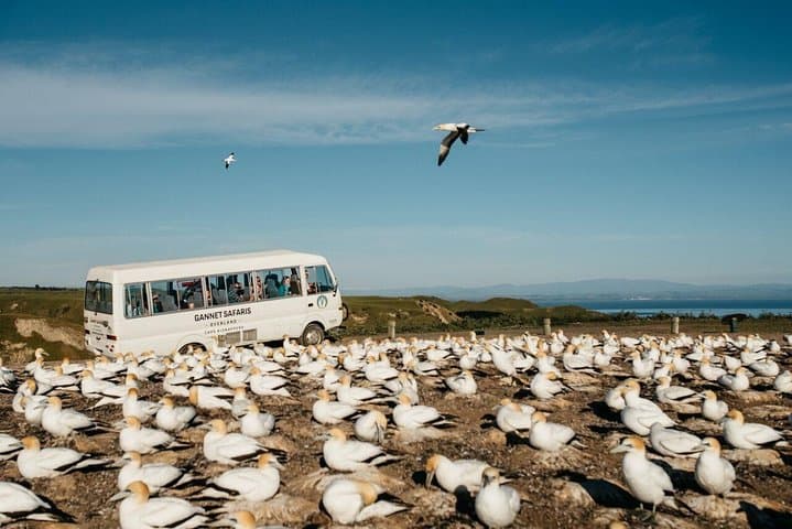 Overland Safari to Cape Kidnappers Gannet Colony — Drive onto the Clifftop in Hawke's Bay photo 5