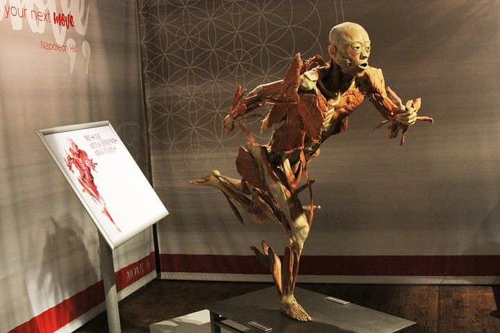 Real Bodies at Horseshoe Las Vegas: Inside the Human Anatomy Exhibition photo 3