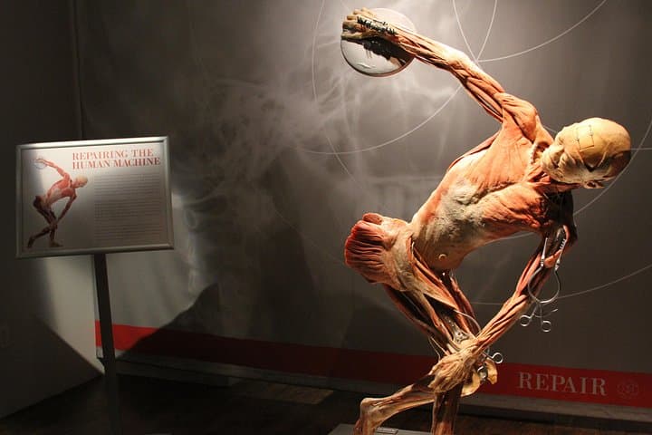 Real Bodies at Horseshoe Las Vegas: Inside the Human Anatomy Exhibition photo 4