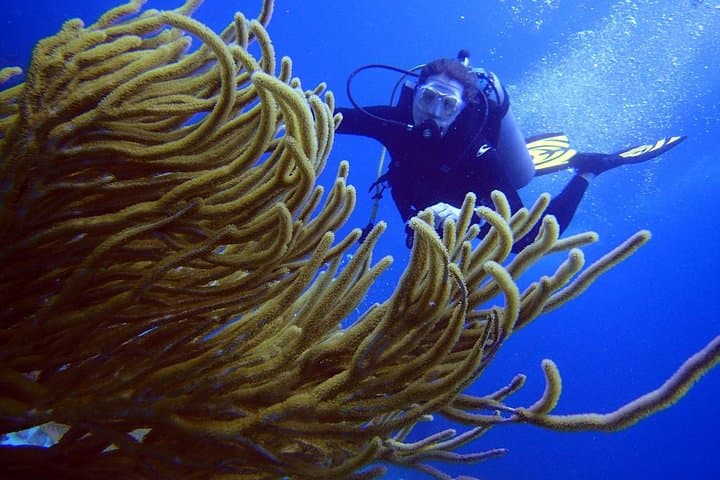 Beginner Scuba in the Mexican Caribbean: 2-Tank All-Inclusive Dive from Cancún photo 3