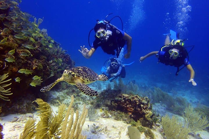 Two-Tank Dive in Cancun: Manchones Reef & MUSA for Certified Divers photo 3