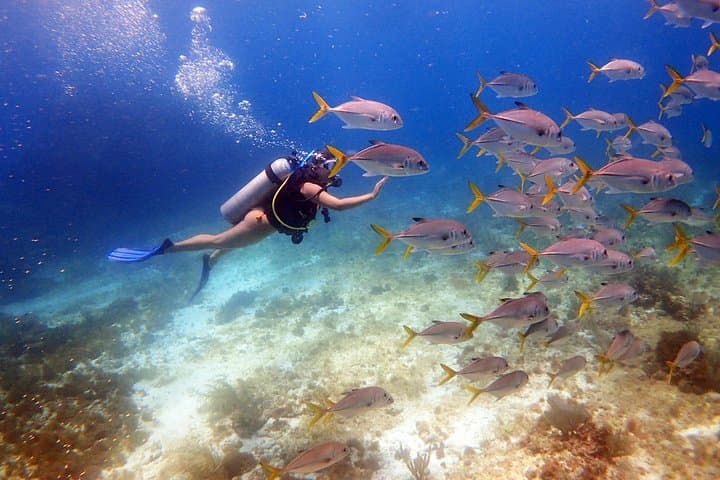 Two-Tank Dive in Cancun: Manchones Reef & MUSA for Certified Divers
