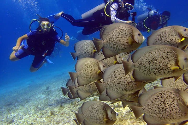 Beginner Scuba in the Mexican Caribbean: 2-Tank All-Inclusive Dive from Cancún photo 6