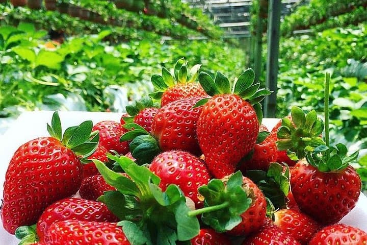 Day Trip to Cameron Highlands: Tea Plantations, Waterfalls & Strawberry Picking from Kuala Lumpur photo 2