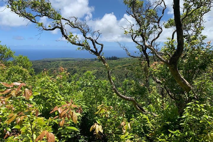 Hike Honolua Ridgeline: Puʻu Kukui Conservation Trek in Kapalua photo 4