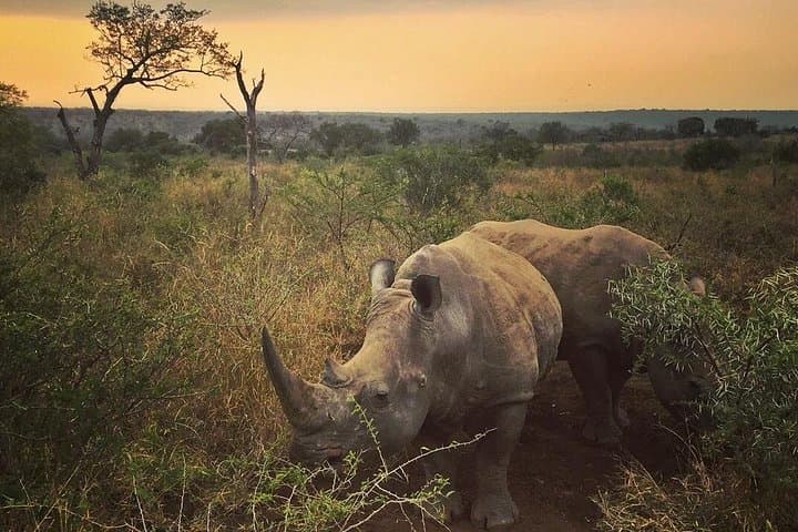 5-Day Kruger National Park & Panorama Route Safari — Big 5 Game Drives and Blyde Canyon Views photo 2