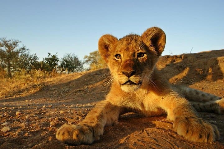 5-Day Kruger National Park & Panorama Route Safari — Big 5 Game Drives and Blyde Canyon Views photo 4